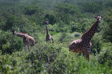 kenya 196